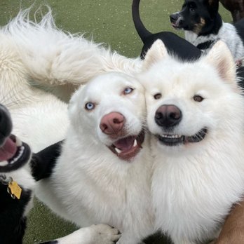 Lucky Dog Pet Lodge - My pup Mae (photobombing) far left, my other pup Lennon (middle), and his daycare bud Bingsoo - photo taken by Lucky Dog staff - Pet Groomers Near Me - Bloomington, Minnesota