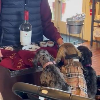 Napa Cellars - Darlene with the dog "wine", treats and bandanas - Wineries Near Me - Oakville, California