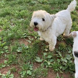 Gaithersburg Dog Park