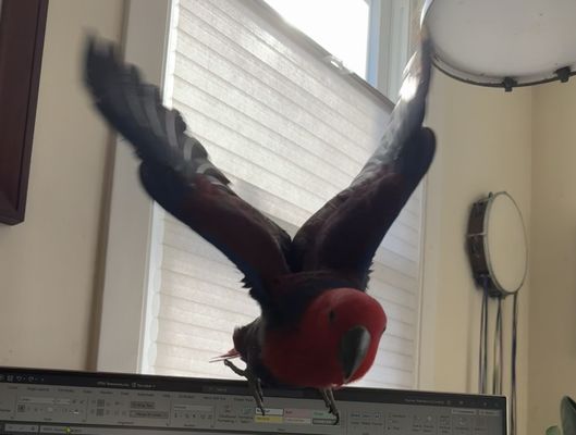 BIRDMAN'S PARROTS by null