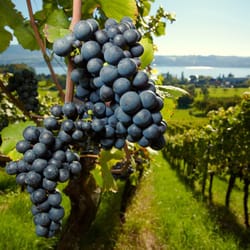 Wine Travel Italy