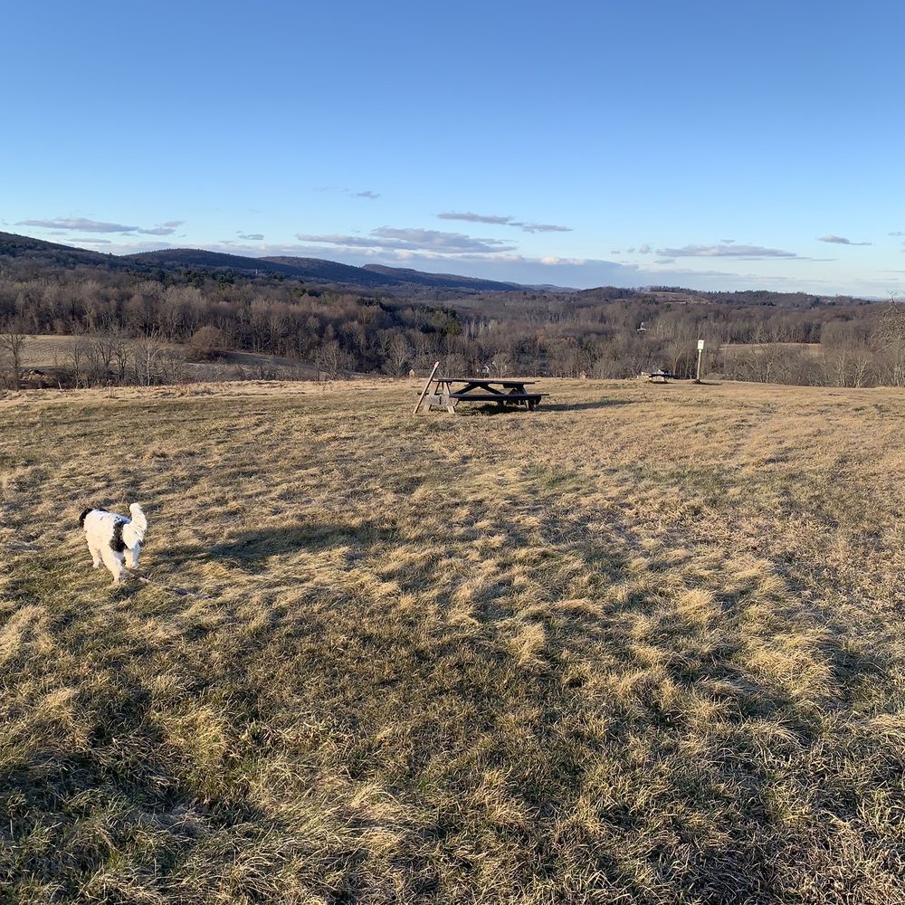 Auerfarm - Ms. Cook looking for her ball. - Hiking Near Me - Bloomfield, Connecticut