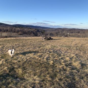 Auerfarm - Ms. Cook looking for her ball. - Hiking Near Me - Bloomfield, Connecticut
