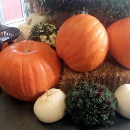 Huge pumpkins they currently have for sale!