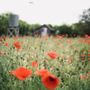 Photo of Castroville Poppy House
