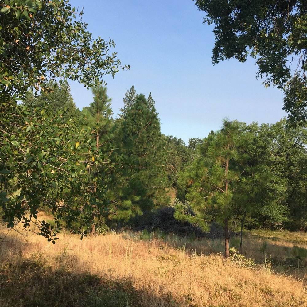 Seven-Up Guest Ranch - Along the hiking path... - Hotels Near Me - Fair Play, California Seven-Up Guest Ranch - Along the hiking path... - Hotels Near Me - Fair Play, California
