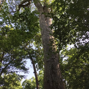 Big Tree Park - Parks Near Me - Longwood, Florida