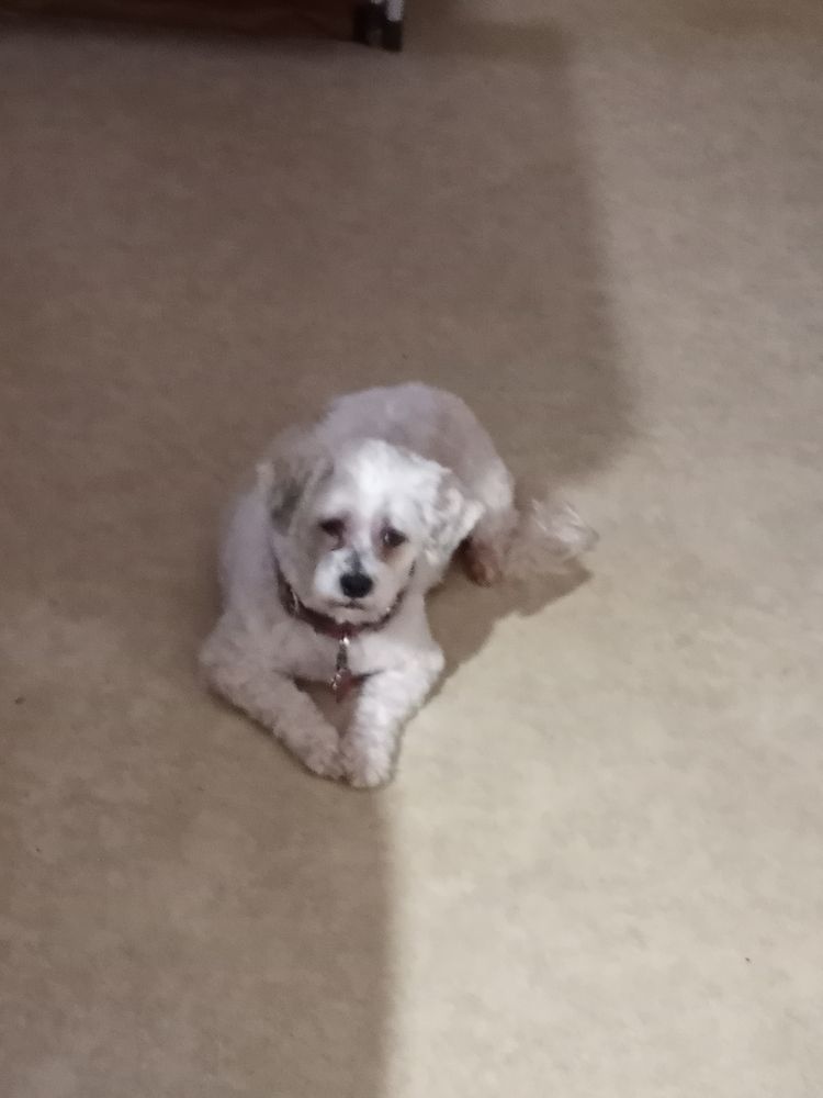 Photos of BATH AND BISCUITS MOBILE PET GROOMING Updated August 2024