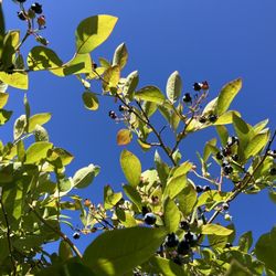Charlotte's Blueberry Park