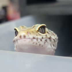 Petfection - Leopard Gecko