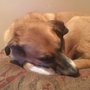 Photo of Le Chien Elegant