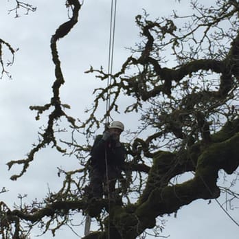 TreeWise - Tree Services Near Me - Vancouver, Washington TreeWise - Tree Services Near Me - Vancouver, Washington