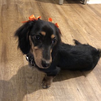 Get your Groom on - Pet Groomers Near Me - Ventura, California
