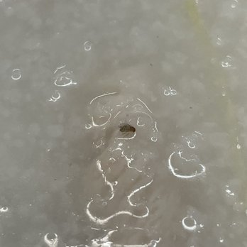 ChaCha Tea Spot - Dead fruit fly in the chicken porridge - Bubble Tea Near Me - San Diego, California