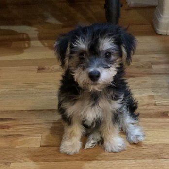 Just Pets - Pet Groomers Near Me - Centennial, Colorado