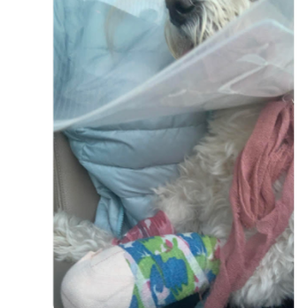 Sunny Pets - paw injuries from dog bites - Dog Walkers Near Me - San Diego, California Sunny Pets - paw injuries from dog bites - Dog Walkers Near Me - San Diego, California