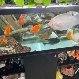 Crowded fish tank Crowded fish tank