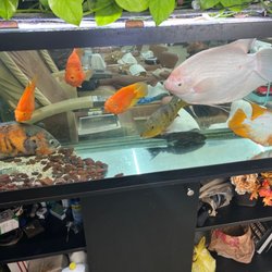 Luxury Nails & Spa - Crowded fish tank