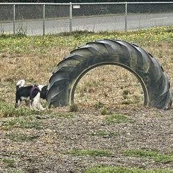 Fortuna Dog Park - September 11, 2025 - Big dog area.  Our small pup checked it out because no other dogs were there.