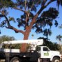 Photo of Adam B's Tree Service