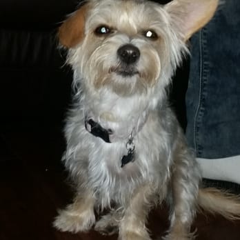 Francesca's Pet Care - Bella is happy with her haircut - Pet Groomers Near Me Francesca's Pet Care - Bella is happy with her haircut - Pet Groomers Near Me