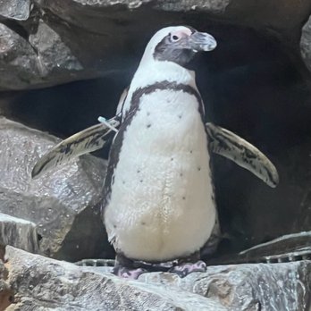 Georgia Aquarium - Penguin - Aquariums Near Me - Atlanta, Georgia Georgia Aquarium - Penguin - Aquariums Near Me - Atlanta, Georgia