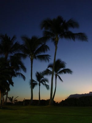 Paradise Cove Luau by null