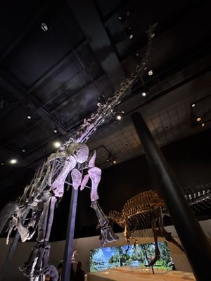 Houston Museum of Natural Science by null