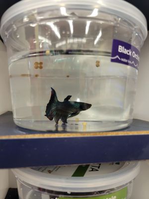 boiled salmon for dogs