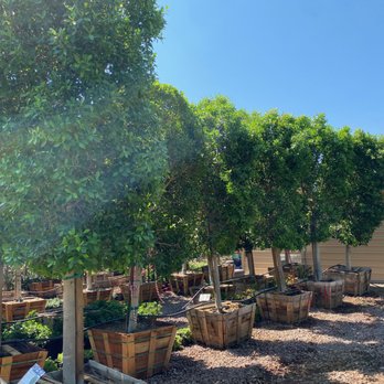 Moon Valley Nurseries - Many trees to choose from - Nurseries & Gardening Near Me - Phoenix, Arizona