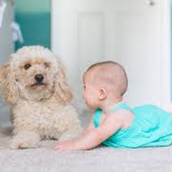 Specialty Cleaning Service - Truck mounted steam clean with pre-treatment included!! - Carpet Cleaning Near Me Specialty Cleaning Service - Truck mounted steam clean with pre-treatment included!! - Carpet Cleaning Near Me