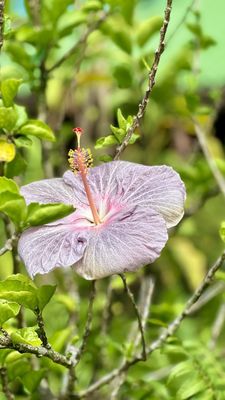 Garden of Eden Arboretum by null