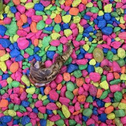 Palace - Came to get hermit crab for my son. He left traumatized by this deceased hermit crab. There was no crabs other than this one. So upsetting.
