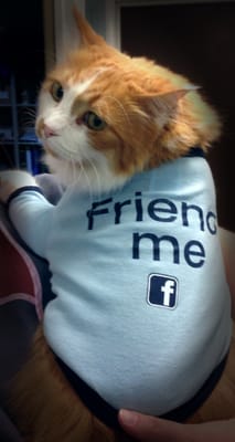 meadow brook cat clinic