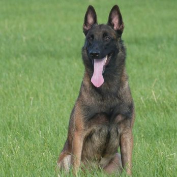 L'Ecole du Chien - Pet Training Near Me - Vaucelles, WHT