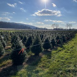 Wyckoff's Christmas Tree Farm