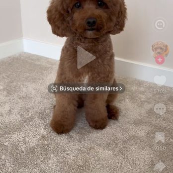 Pup Culture Pet Spaw - what i asked for - Pet Groomers Near Me - Oceanside, California Pup Culture Pet Spaw - what i asked for - Pet Groomers Near Me - Oceanside, California