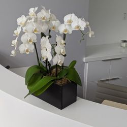 Beautiful orchids