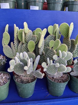 The Mellow Mission by null