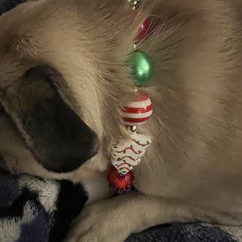La Pawnaderia - Xmas necklace - Pet Stores Near Me - Downey, California La Pawnaderia - Xmas necklace - Pet Stores Near Me - Downey, California