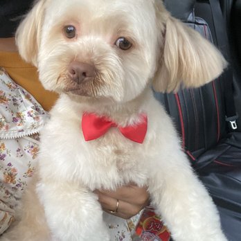 Mung Puppy Store - Benny got a haircut!!! I love it - Pet Groomers Near Me - Los Angeles, California