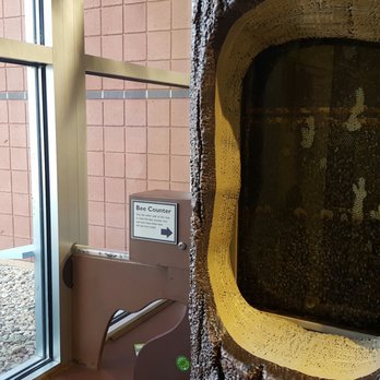 Butterfly Pavilion - Indoor bee hive! - Museums Near Me - Westminster, Colorado Butterfly Pavilion - Indoor bee hive! - Museums Near Me - Westminster, Colorado