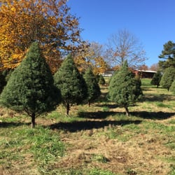 Back Achers Christmas Tree Farm - Trees on tree reservation day