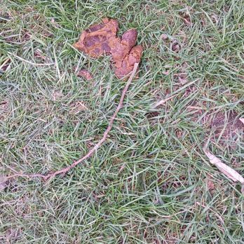 Alton RV Park - Dog feces - RV Parks Near Me - Galloway, Ohio