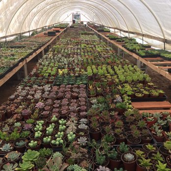 Rojas Succulents and Cacti - Just one of their five greenhouses. Three of the greenhouses are open to the public. - Nurseries & Gardening Near Me - Fallbrook, California