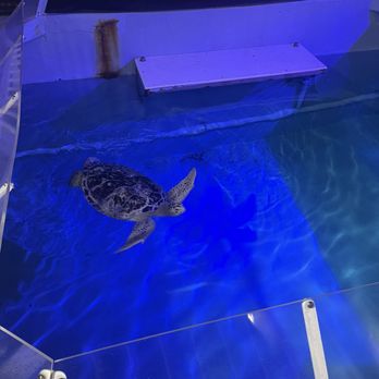 Clearwater Marine Aquarium - Aquariums Near Me - Clearwater, Florida