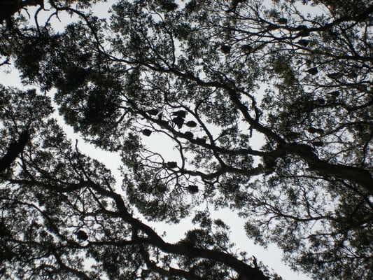 Centennial Park by null