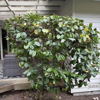 Angeles Landscaping - A couple of these were 12'H and reaching above my gutter and roof line. Now they are much more manageable. - Landscaping Near Me - Auburn, Washington Angeles Landscaping - A couple of these were 12'H and reaching above my gutter and roof line. Now they are much more manageable. - Landscaping Near Me - Auburn, Washington