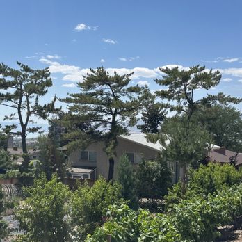 Desert Willow Tree Care Services - Client wanted pines to pruned to have a Japanese aesthetic in Orem - Tree Services Near Me - Mapleton, Utah Desert Willow Tree Care Services - Client wanted pines to pruned to have a Japanese aesthetic in Orem - Tree Services Near Me - Mapleton, Utah