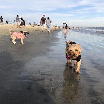 Rosie's Dog Beach - Dog beach - Dog Parks Near Me - Long Beach, California Rosie's Dog Beach - Dog beach - Dog Parks Near Me - Long Beach, California